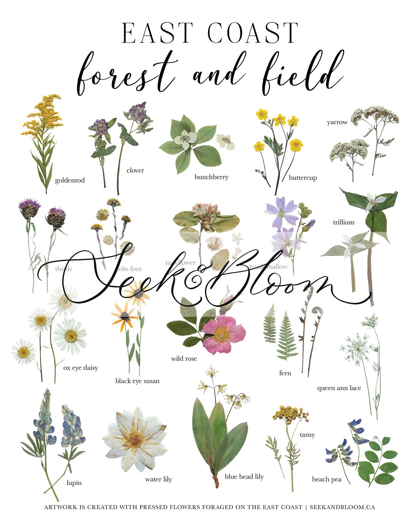 Forest and Field East Coast Wildflowers Art Print 8x10