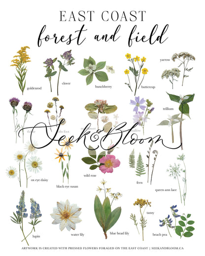 Forest and Field East Coast Wildflowers Art Print 8x10
